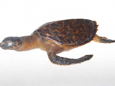 Taxidermy of a turtle.
