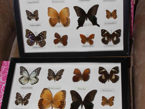 Two framed sets of lepidoptery specimens.