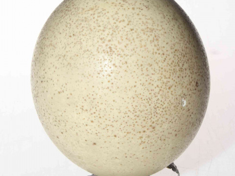 Australian silver mounted ostrich egg by Suhard & Co, having ostrich finial...