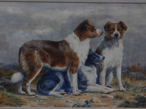 E.M. Alderson, 1927, watercolour of Group of Three Collie Dogs, 25cm by 36cm, card mounted and framed. thumbnail