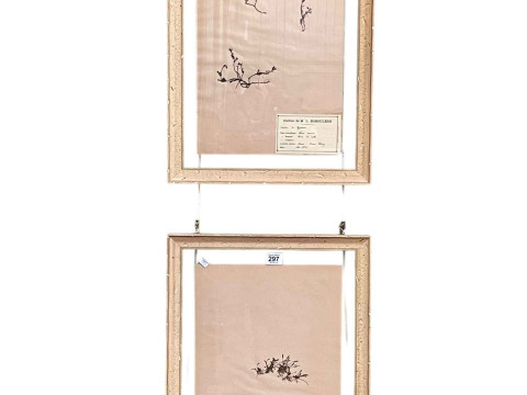 Pair French Botanical Studies on paper pictures in glazed frames with...