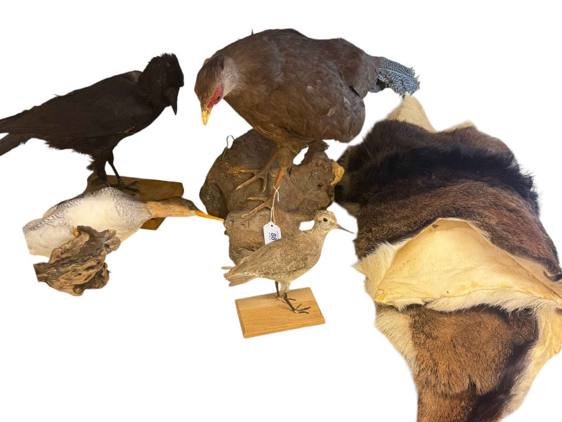 Four taxidermy's, Carrion Crow, Silver Pheasant, Redknot & Meganser, and Mouflon skin rug.