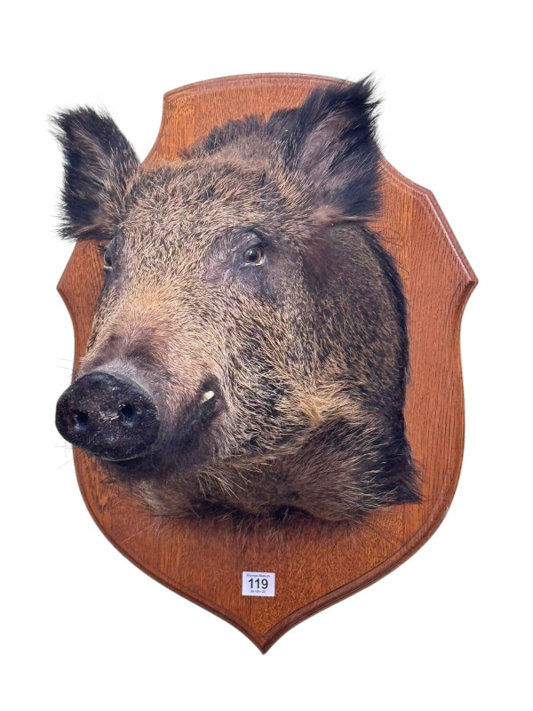 Taxidermy of a Boars head on oak shield shaped mount.