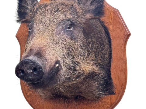 Taxidermy of a Boars head on oak shield shaped mount.