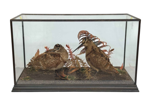 WITHDRAWN   Taxidermy of a pair of Woodcock birds under plastic frame.