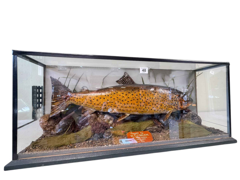 Cased taxidermy Trout/Salmon with inscription to 1954, 83cm by 36cm by 18cm.