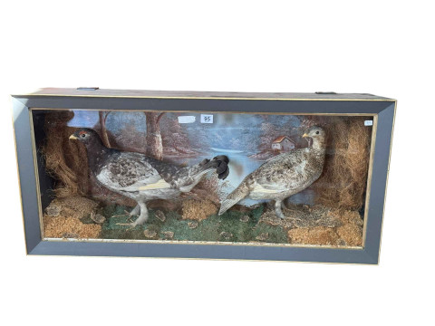 Taxidermy pair of ptarmigans, cased, 97cm by 46cm.