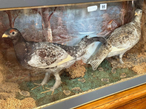 Taxidermy pair of ptarmigans, cased, 97cm by 46cm. thumbnail