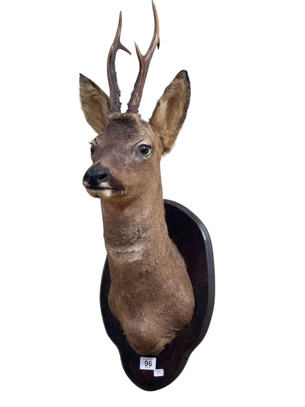 Taxidermy stag's head on a mounted shield.