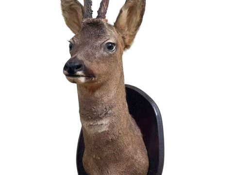 Taxidermy stag's head on a mounted shield.