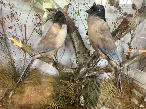 Taxidermy, pair of Eurasian magpies, cased, 61cm by 54cm. thumbnail