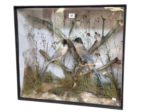 Taxidermy, pair of Eurasian magpies, cased, 61cm by 54cm.