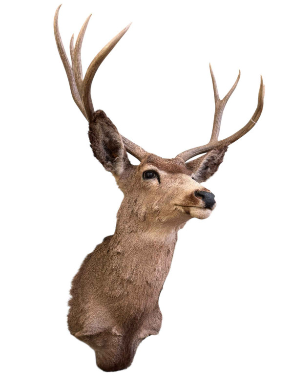 Taxidermy, stag head on board.