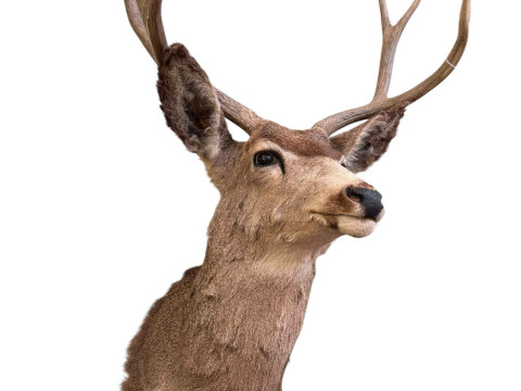 Taxidermy, stag head on board.