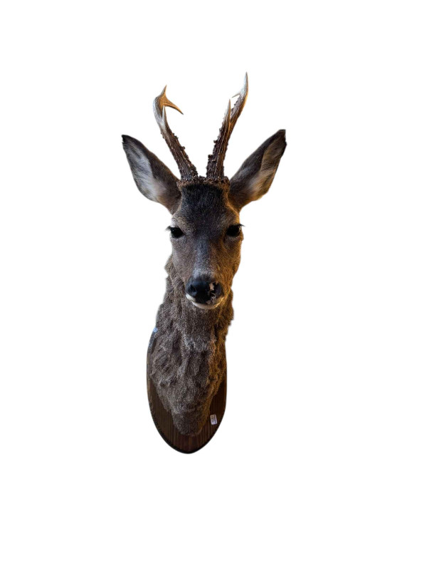 Mounted taxidermy stag head.
