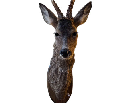 Mounted taxidermy stag head.
