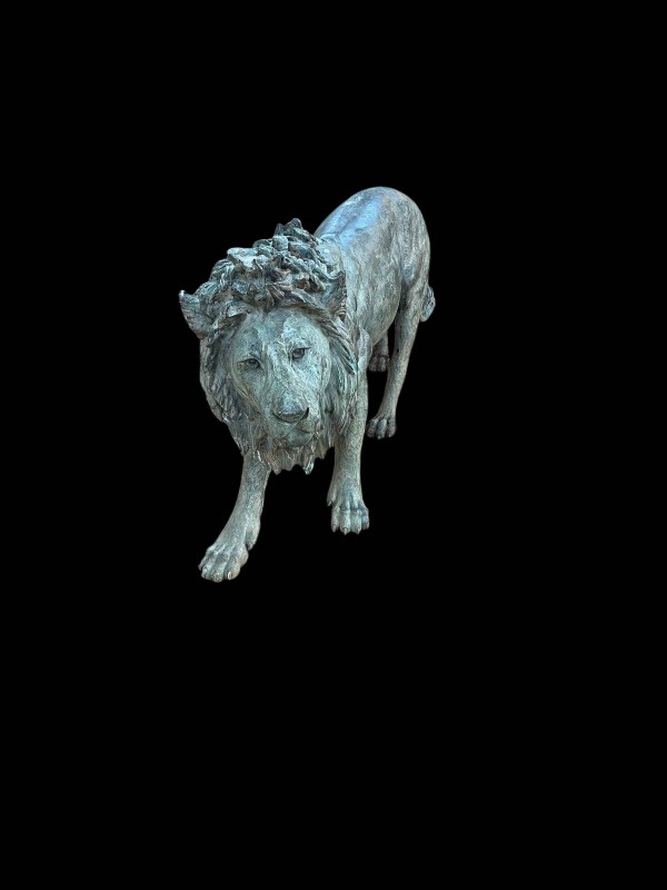 Bronze life sized model of an adult male lion standing on all fours, 97cm high, 224cm nose to tail.