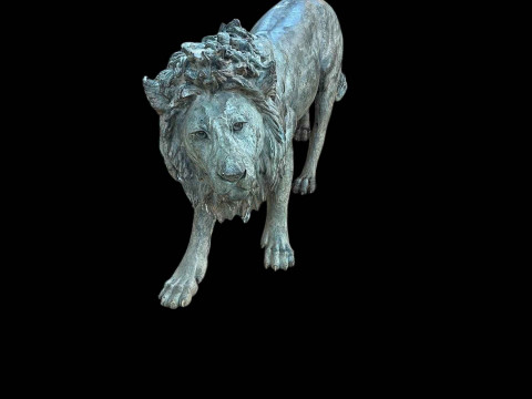 Bronze life sized model of an adult male lion standing on all fours, 97cm high, 224cm nose to tail. thumbnail