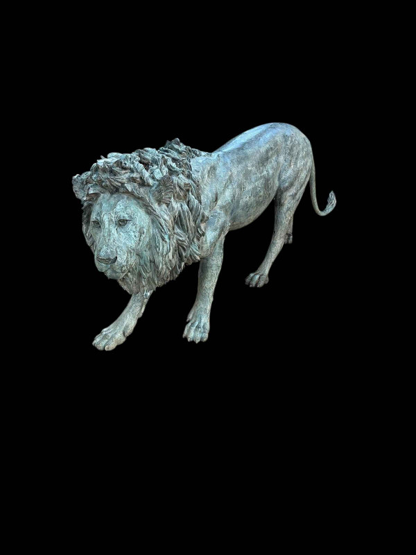 Bronze life sized model of an adult male lion standing on all fours, 97cm high, 224cm nose to tail.