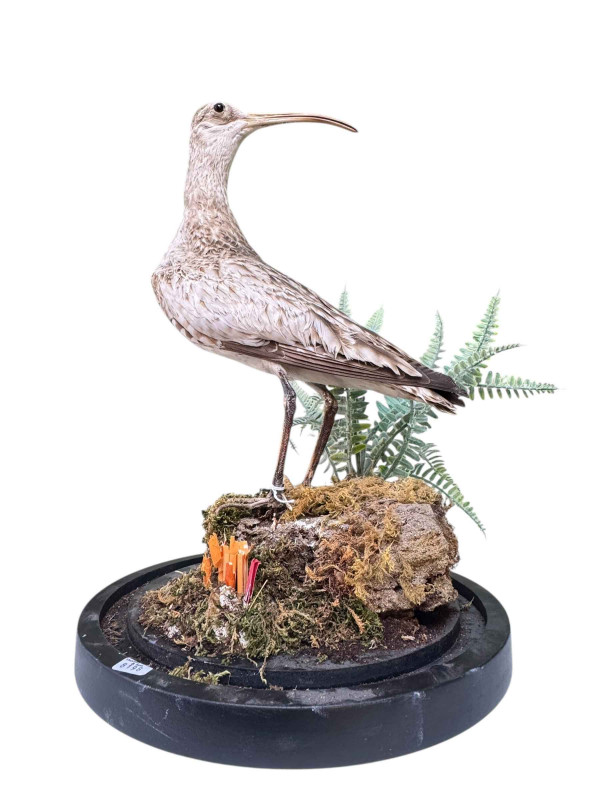 WITHDRAWN           Taxidermy of a slender billed curlew.