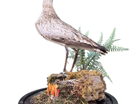 WITHDRAWN           Taxidermy of a slender billed curlew.