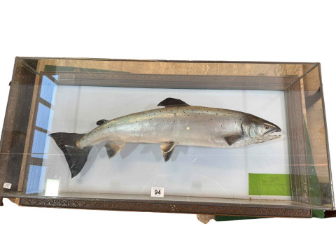 Cased taxidermy of a salmon, size including case 47.5 x 94 x 22cm.