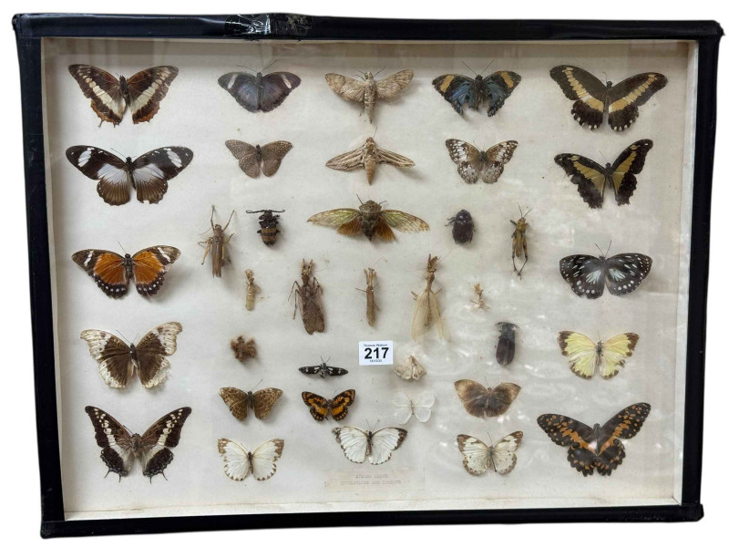 Two display cases of lepidoptery and entomology specimens, cases 46 x 61cm.