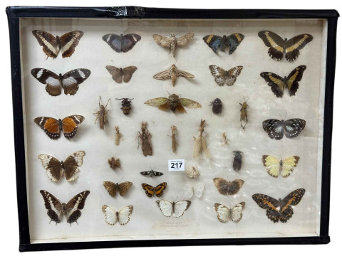 Two display cases of lepidoptery and entomology specimens, cases 46 x 61cm. thumbnail
