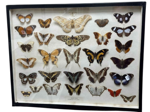 Two display cases of lepidoptery and entomology specimens, cases 46 x 61cm. thumbnail