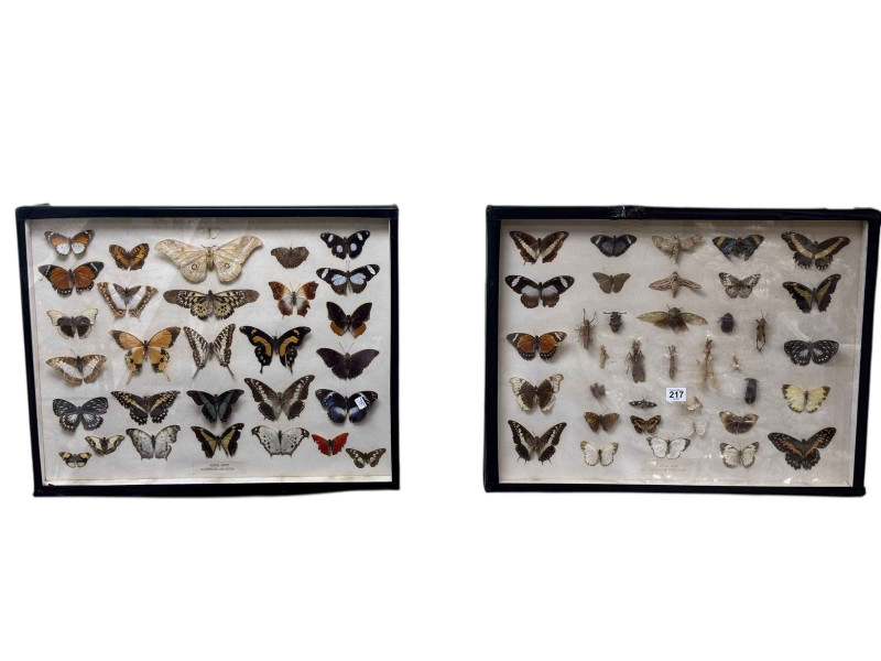 Two display cases of lepidoptery and entomology specimens, cases 46 x 61cm.