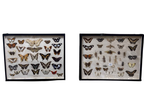 Two display cases of lepidoptery and entomology specimens, cases 46 x...