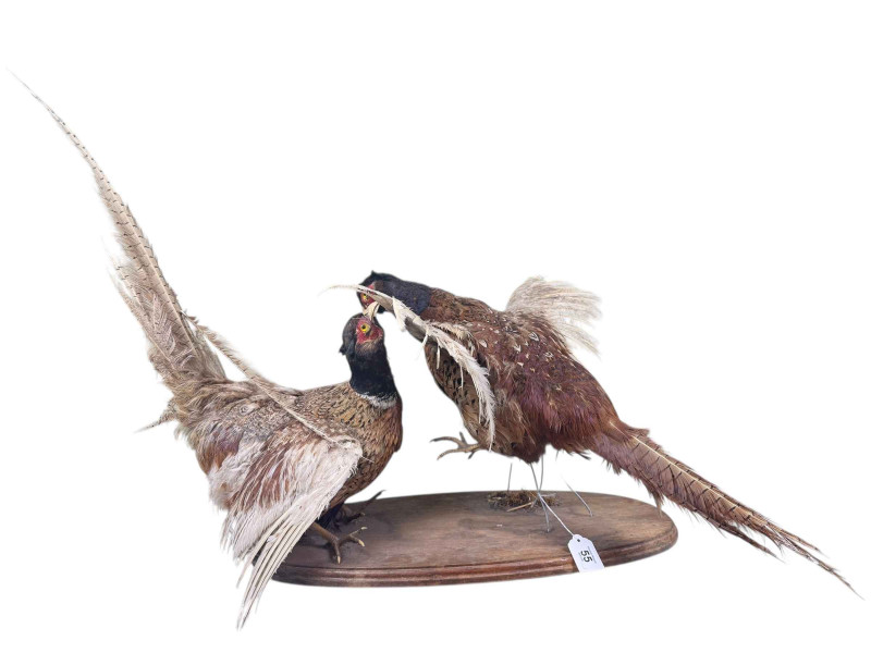 Taxidermy of two fighting Pheasants.