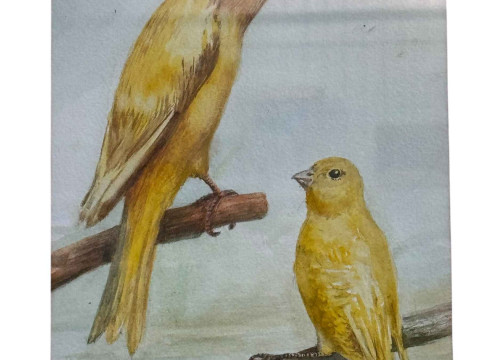 DM and EM Alderson, two canaries on branches, watercolour, signed and dated 1984, 23 x 16cm, in pine frame. thumbnail