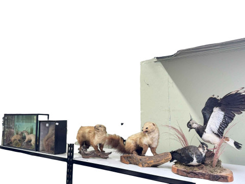 WITHDRAWN    Five taxidermy specimens, two cased including squirrel and...