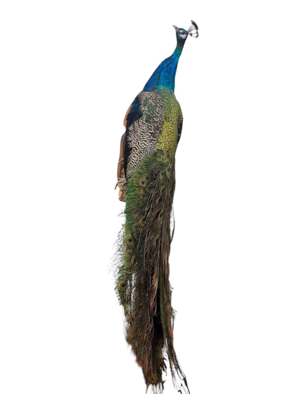 Taxidermy of a peacock on wooden mount.
