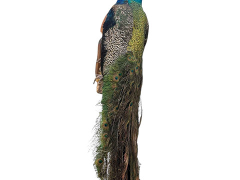 Taxidermy of a peacock on wooden mount.