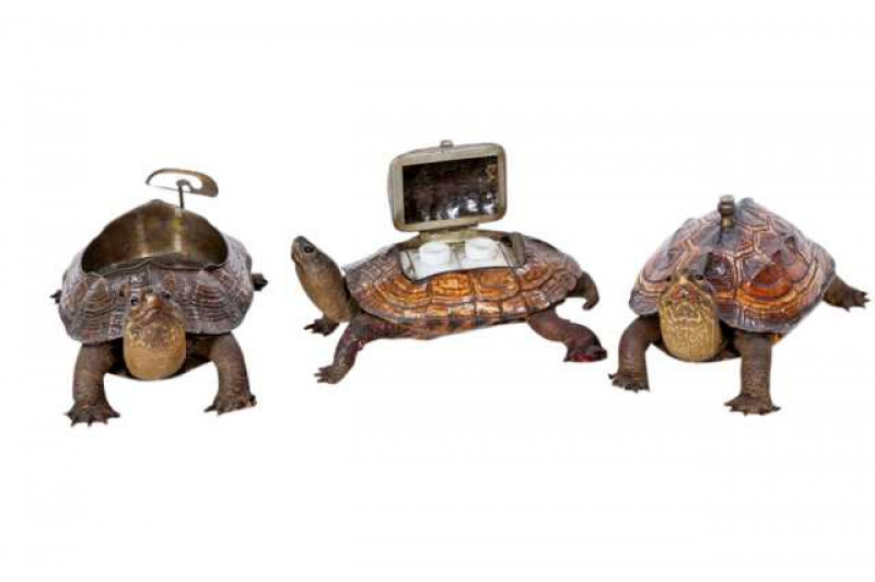 Taxidermy: An interesting group of three turtle desk pieces, late 19th/early 20th Century, mounted as an inkstand, table bell and bottle holder. Each approximately 17cm