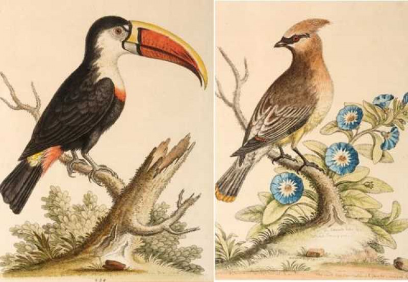 After George Edwards, two 18th Century hand coloured engravings of birds, framed. 23.5cm by 18.5cm