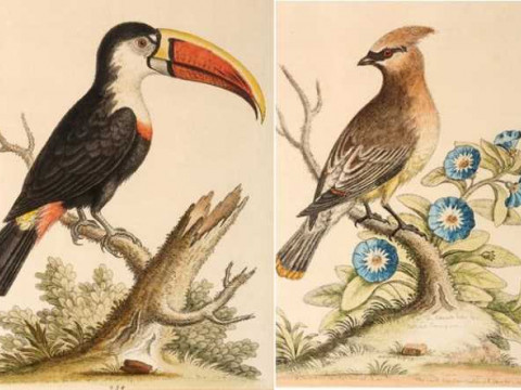 After George Edwards, two 18th Century hand coloured engravings of birds,...