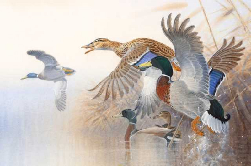 Peter Allis (b.1944), Coming in to land, signed lower right, watercolour, framed. 53cm by 74cm