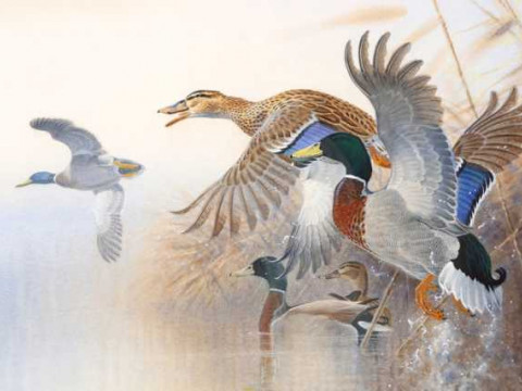 Peter Allis (b.1944), Coming in to land, signed lower right, watercolour,...