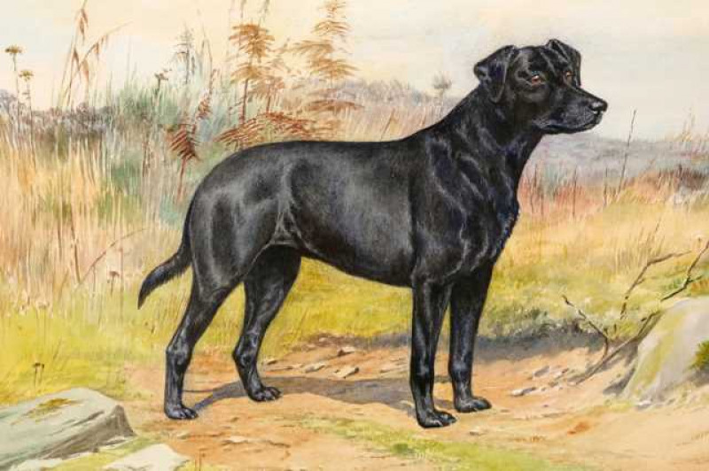 Dorothy Margaret & Elizabeth Mary Alderson (1900-1992) (1900-1988), 'Cindy', study of a black Labrador, signed and dated 1974 lower right, titled lower left, watercolour, framed. 33.5cm by 39.5cm