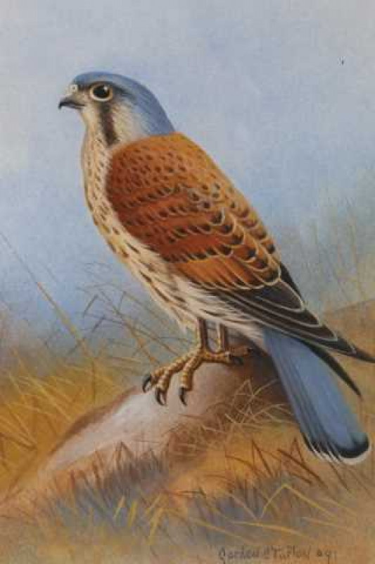 Gordon C. Turton, Kestrel, signed lower right, watercolour, framed. 25.5cm by 20.5cm