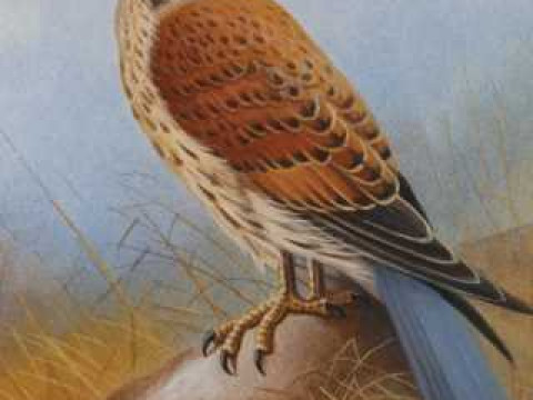 Gordon C. Turton, Kestrel, signed lower right, watercolour, framed. 25.5cm...