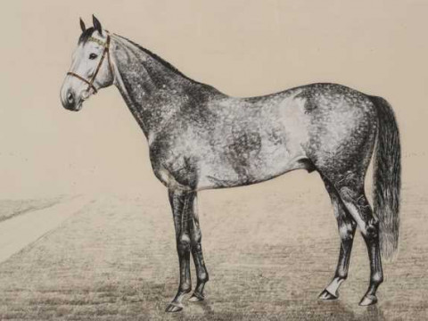 Donald Mattinson (20th century), Auralia, study of a racehorse, signed...