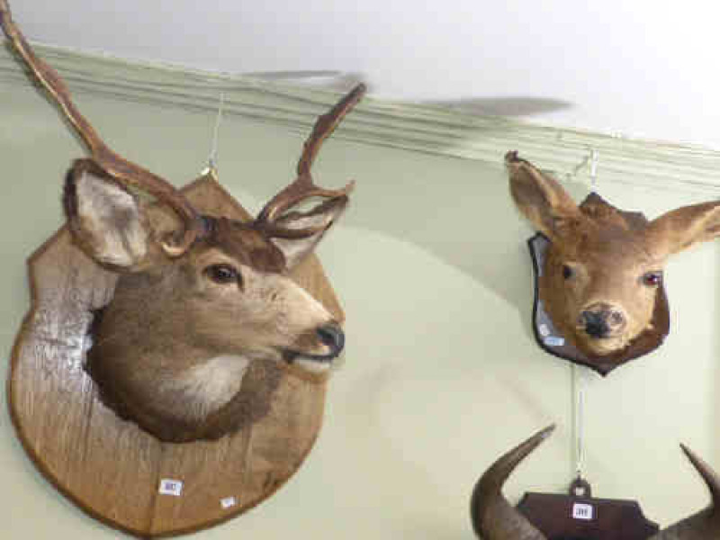 Two mounted Canadian deer heads, stag and doe
