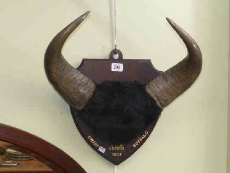 Mounted horns, dwarf buffalo, Chad Congo 1902