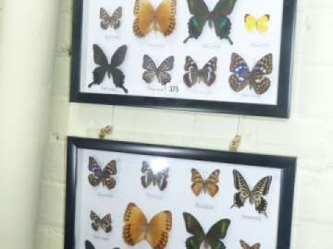 Two framed cases of butterfly specimens