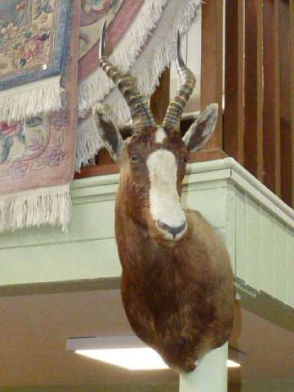 Taxidermy of antelope head