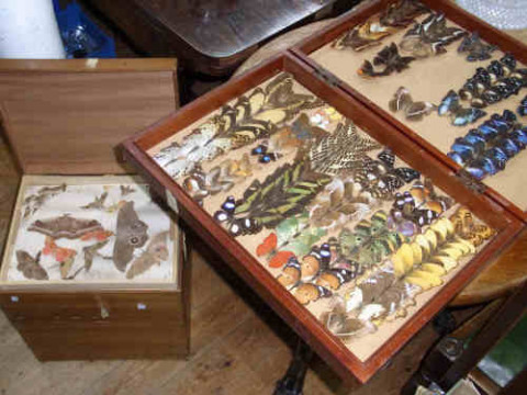 Cased and Boxed Collections of Butterflies